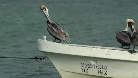 aves vida silvestre mexico