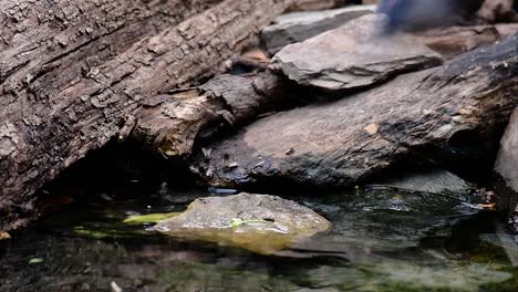 El-Papamoscas-Azul-De-Indochina-Se-Encuentra-En-Los-Bosques-De-Las-Tierras-Bajas-De-Tailandia,-Conocido-Por-Sus-Plumas-Azules-Y-Su-Pecho-De-Naranja-A-Blanco