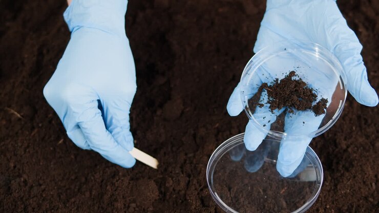 Soil Sample Analysis in Petri Dish