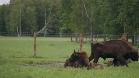 family of european bison at waterhole on woodland