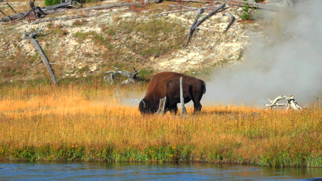 Bisonte americano selvatico al pascolo nel Parco Nazionale di Yellowstone, Wyoming, vicino al fiume Firehole e al bacino del geyser centrale di Madison. Paesaggio autunnale in una mattina di sole con vapore termale dalle sorgenti calde del Biscuit Basin.