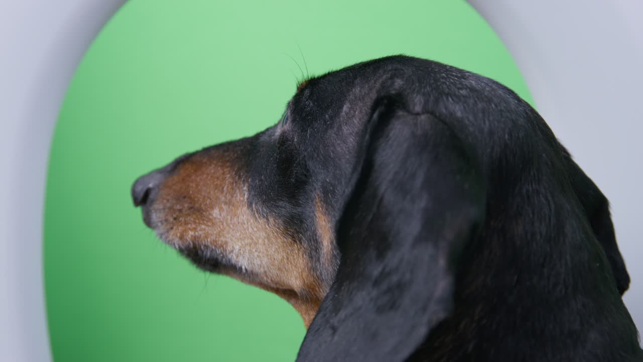 Portrait of funny dachshund dog, who sits on airplane and looks out the window with interest, studio shooting, close up. Instead of view outside window, there is chromakey.