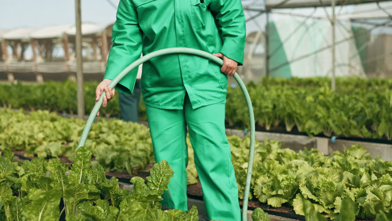 granjero, manguera y agua en el invernadero