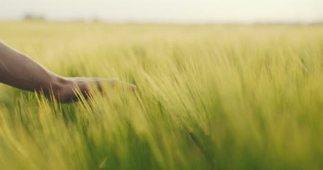 Hand-Berührt-Die-Pflanzen-Crop