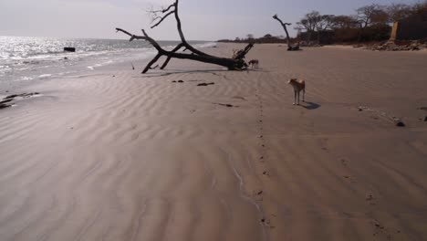 puesta de sol, paseo de perros en una playa africana de gambia