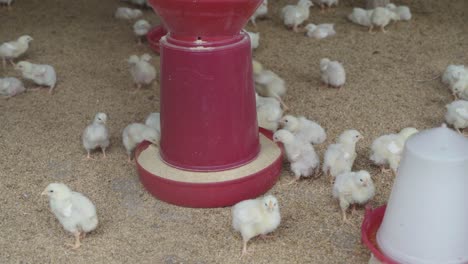 there are baby chickens in the poultry farm.