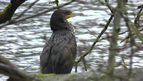 Un-Cormorán-Se-Sienta-En-Las-Ramas-De-Un-árbol-Junto-A-Un-Lago