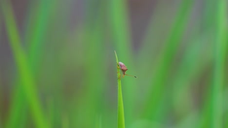 From-fields-to-screens:-Rice-Stink-Bug's-impact-on-agriculture