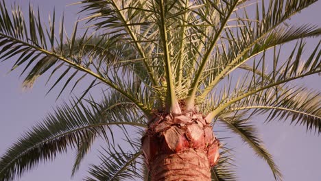 revolving around palm trees with sky