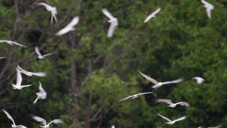 Los-Charranes-Son-Aves-Marinas-Que-Se-Pueden-Encontrar-En-Todo-El-Mundo-En-El-Mar,-Ríos-Y-Otros-Cuerpos-De-Agua-Más-Amplios