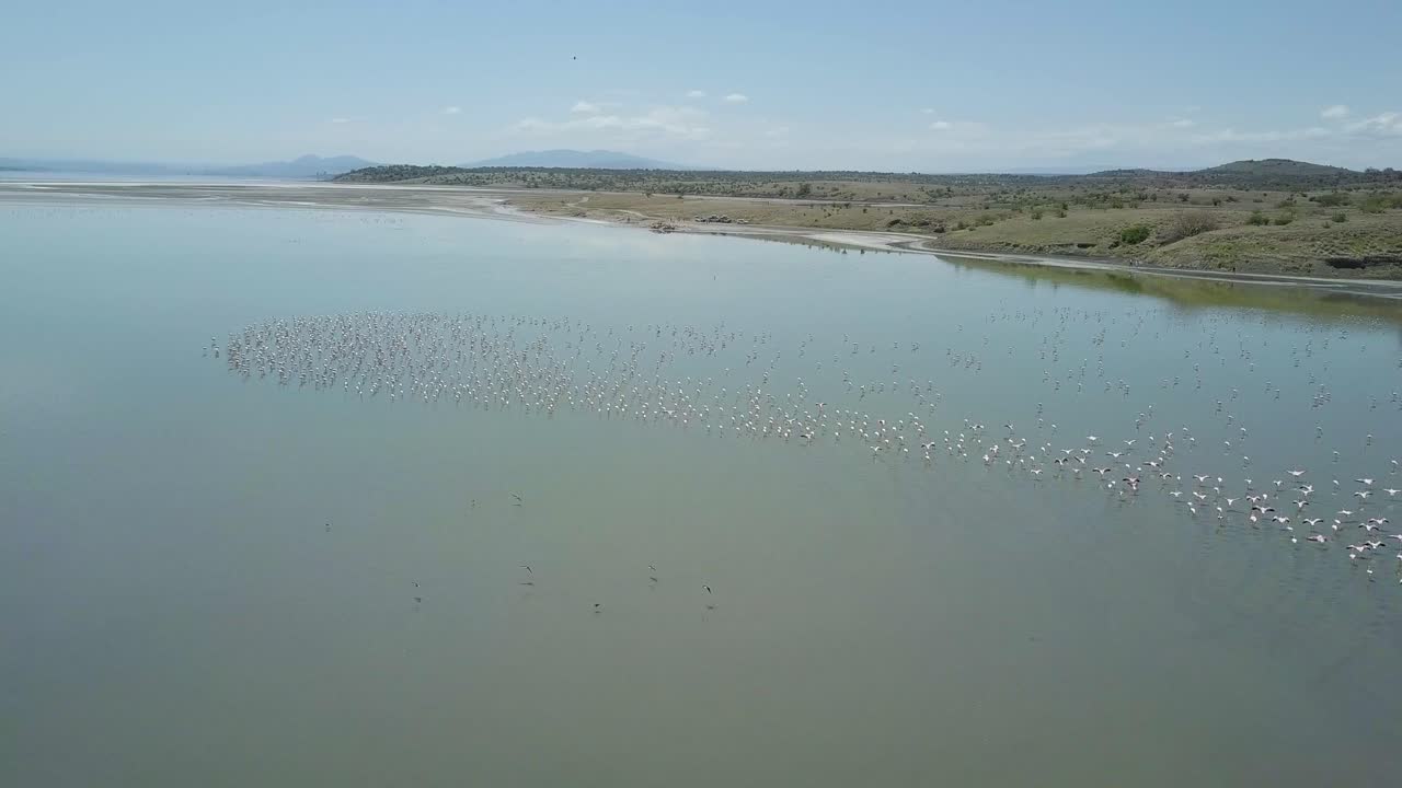 aerial 4k drone video of pink flamingos flying over lake magadi with reflections of hills on the lake