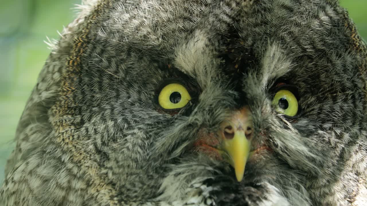 Great gray owl (Strix nebulosa) is a very large owl, documented as the world's largest species of owl by length. It is distributed across the Northern Hemisphere.