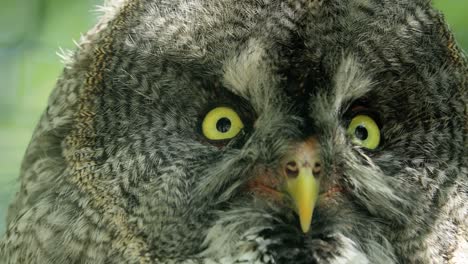 Great-gray-owl-(Strix-nebulosa)-is-a-very-large-owl,-documented-as-the-world's-largest-species-of-owl-by-length.-It-is-distributed-across-the-Northern-Hemisphere.