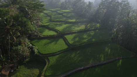 Inclinación-Rápida-De-Drones-Y-Toma-Panorámica-De-Los-Campos-De-Arroz-De-Terrazas-Verdes-En-Bali-En-Un-Día-Soleado