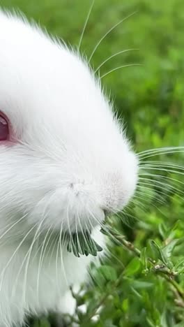 cute easter white bunny, vertical video