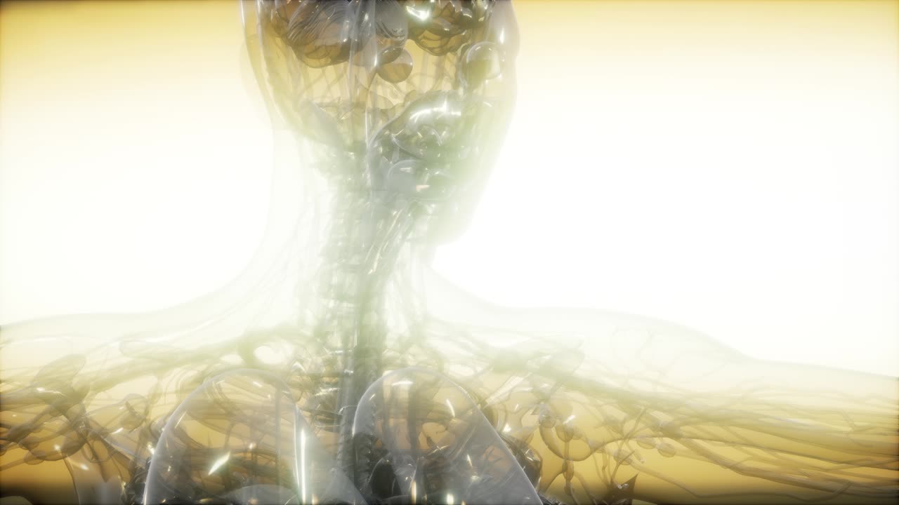 imagen de rayos x del cuerpo humano