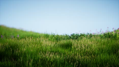 field of green fresh grass under blue sky