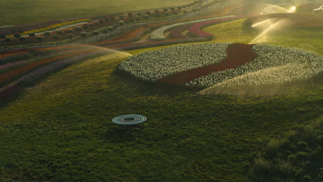 View-above-blooming-garden-with-watering-system.-Beautiful-landscape-in-sunset.