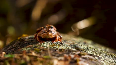 breeding frog couple sitting on the stone in warm spring sunlight near water