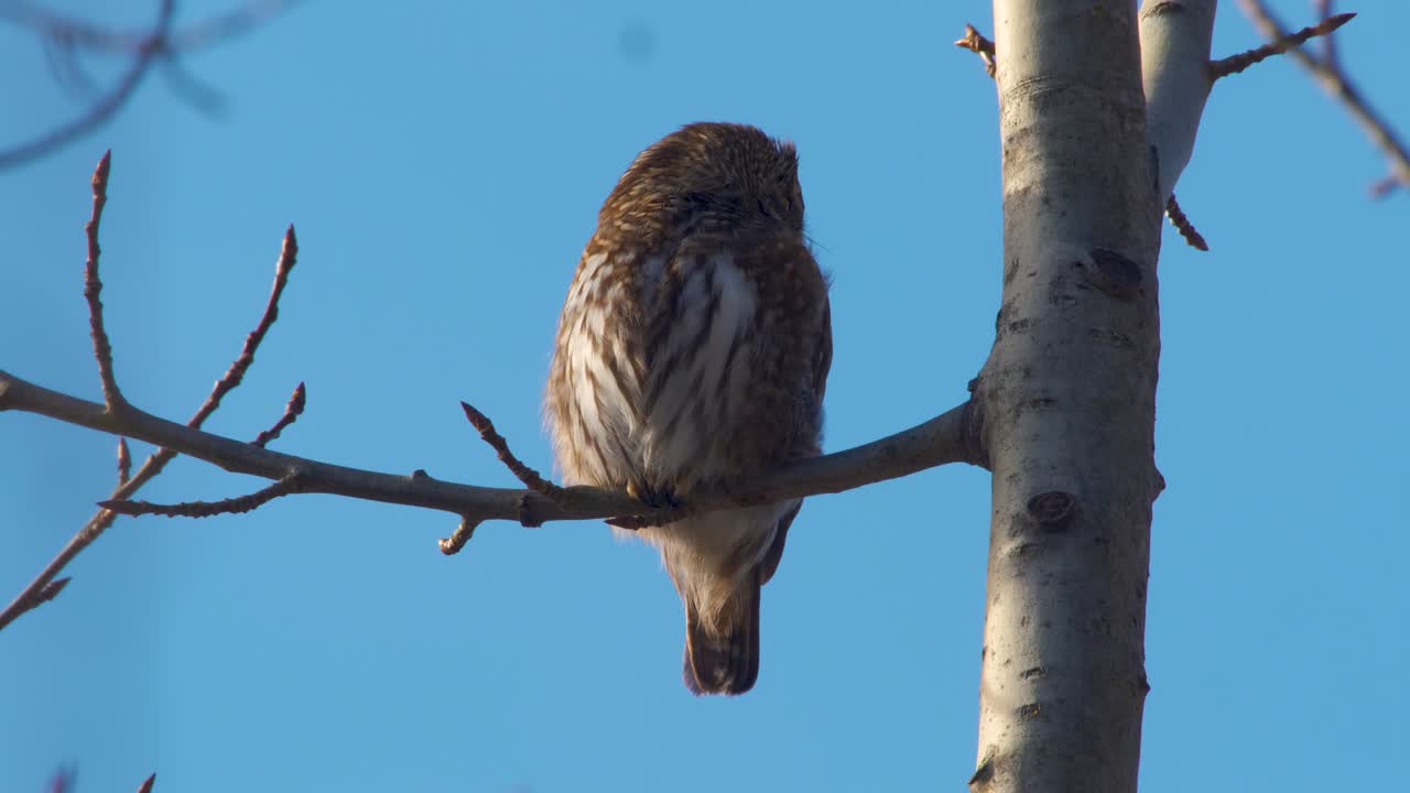 búho pigmeo glaucidium passerinum sentado en un árbol a la luz del día-1