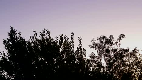 a flock of common starlings passes over a silhouetted tree top at dusk