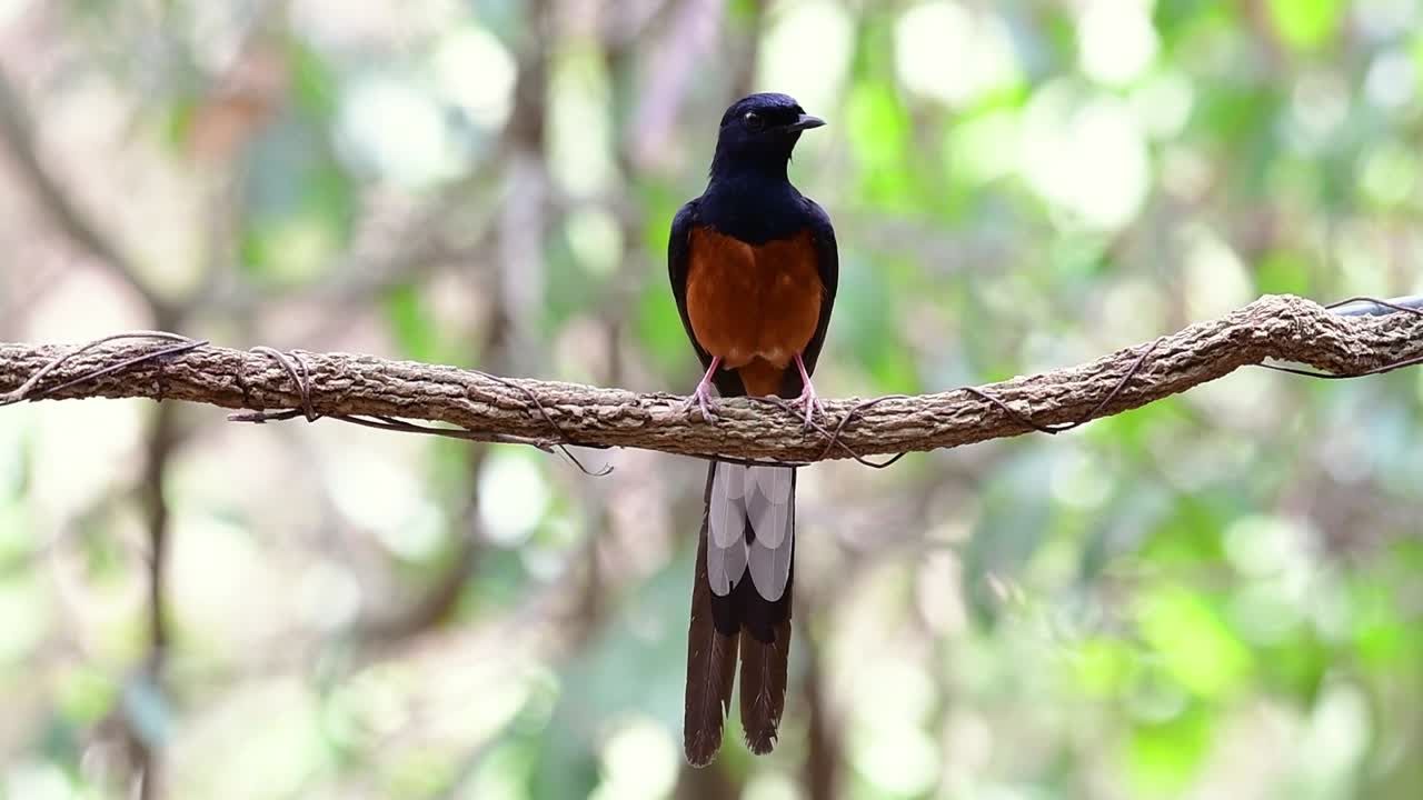 shama de rabadilla blanca encaramado en una vid con fondo bokeo del bosque, copsychus malabaricus, en cámara lenta