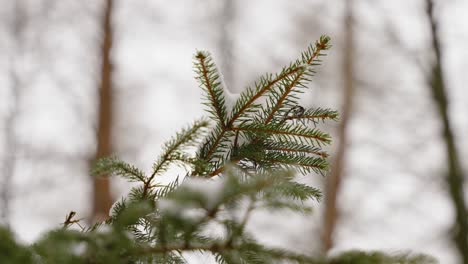 pine needles, winter snow, close up, evergreen tree, winter day snow melting off