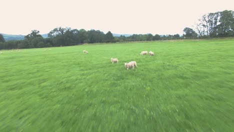 Flyover-view-of-a-herd-of-sheep-running-through-grassland-in-North-Wales-UK