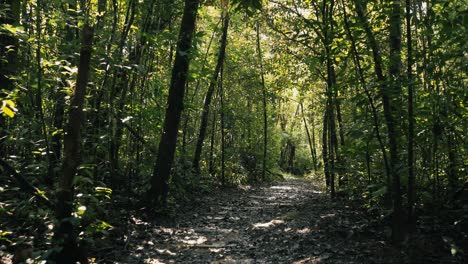 cinematic shot of a hiker point of view walking on trail through tropical rainforest wilderness