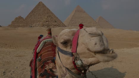 camellos acostados frente a las pirámides de giza al atardecer