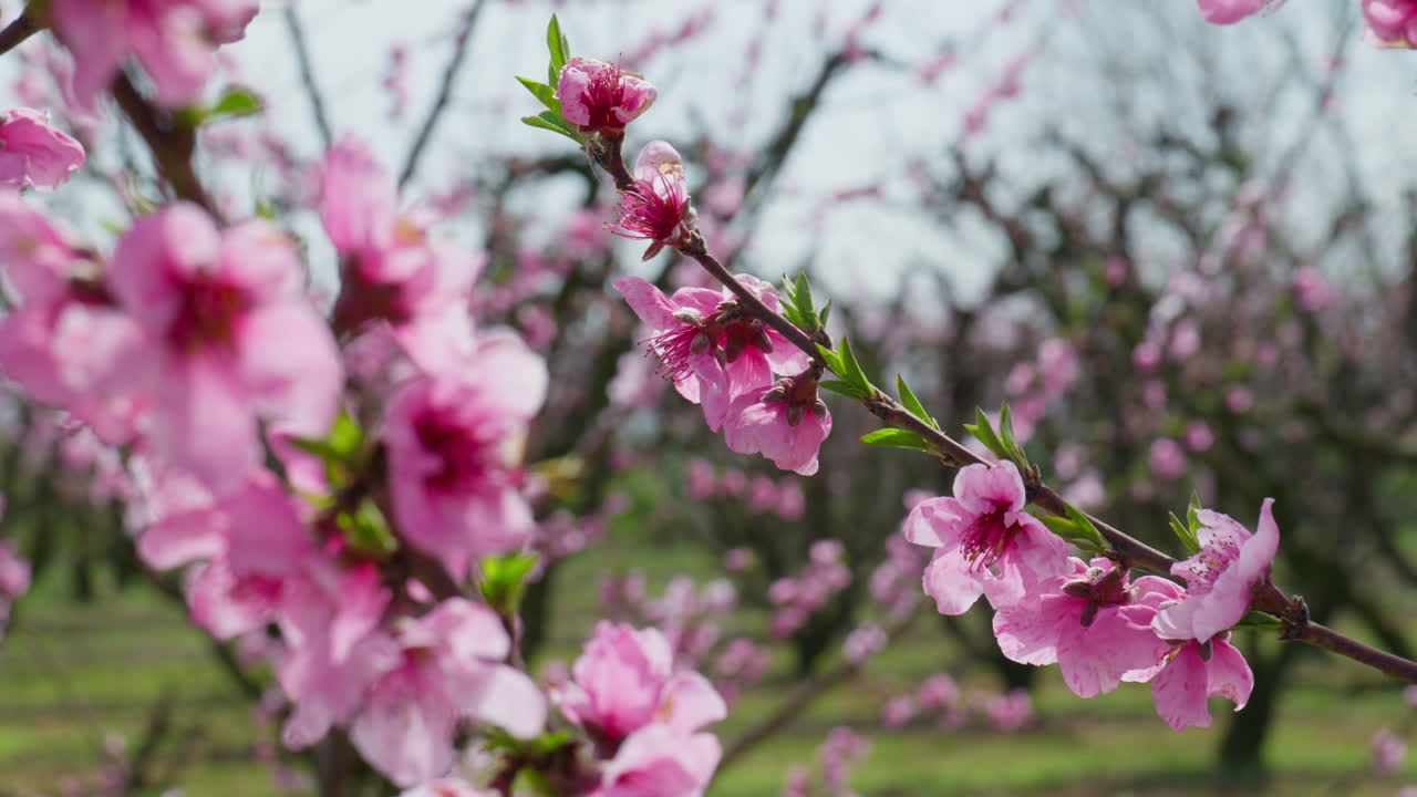 Close Up of Vibrant Peach Blossoms Dancing in the Spring Wind