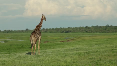 a giraffe bull walking through lush grassland in chobe national park.