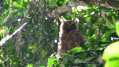 The-Buffy-Fish-Owl-is-a-big-owl-and-yet-the-smallest-among-the-four-Fish-Owls