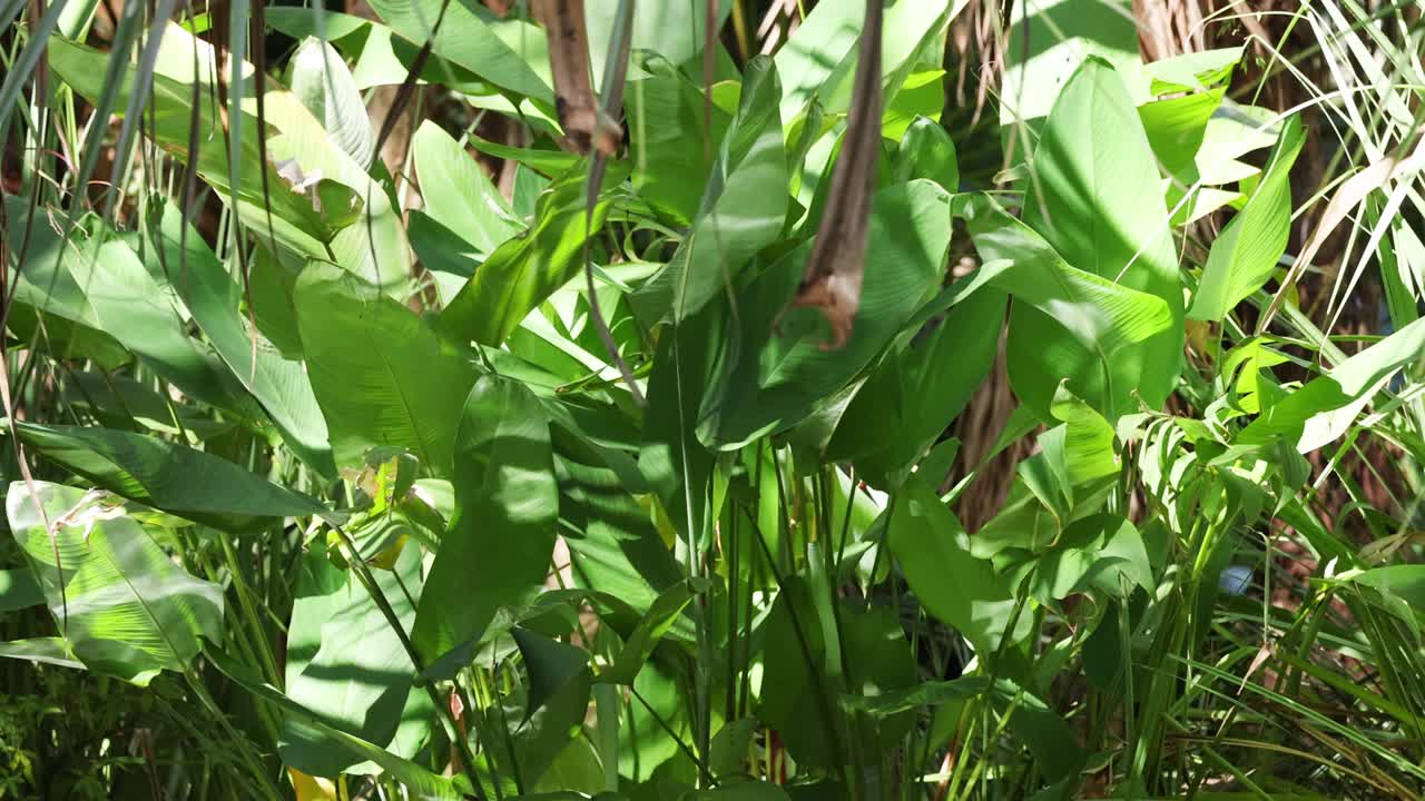 빛이 울불한 녹색 잎자루를 통해 필터링