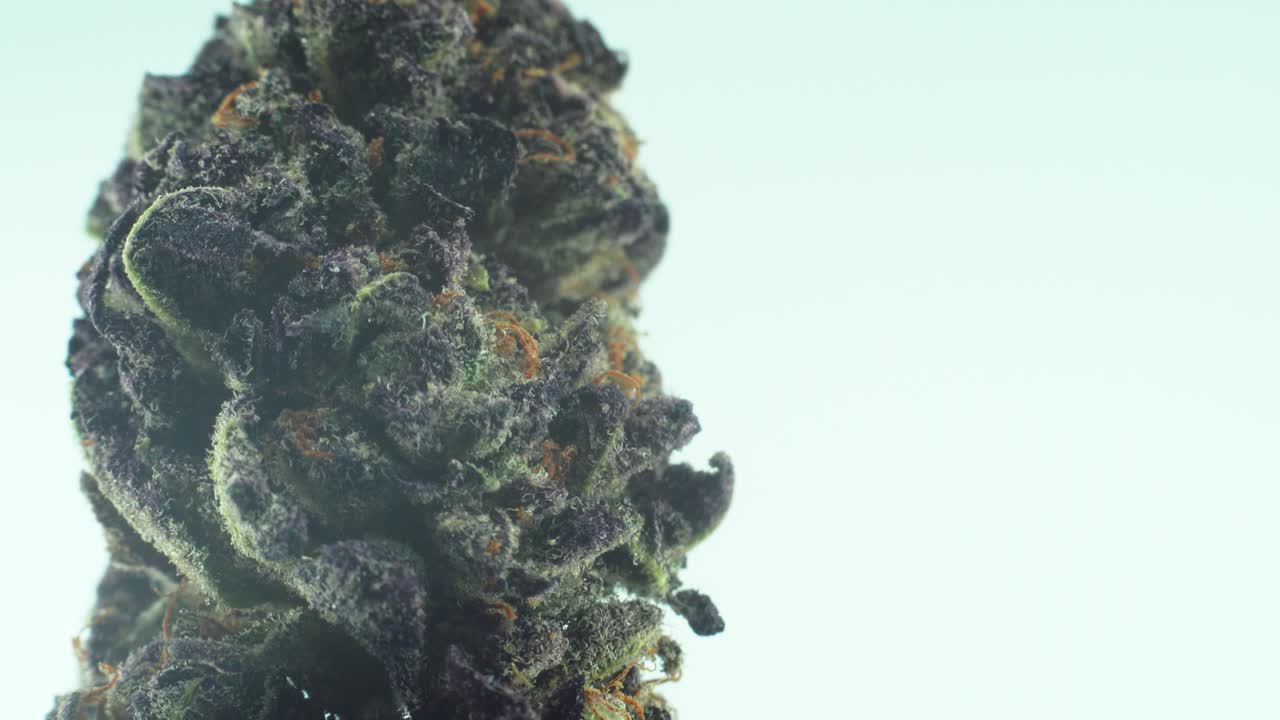 마리화나 사티바 사워 디젤 꽃의 매크로 클로즈 샷, 회전 스탠드에 트리코메스, 녹색 및 보라색 쿠시, 느린 동작 4k 비디오