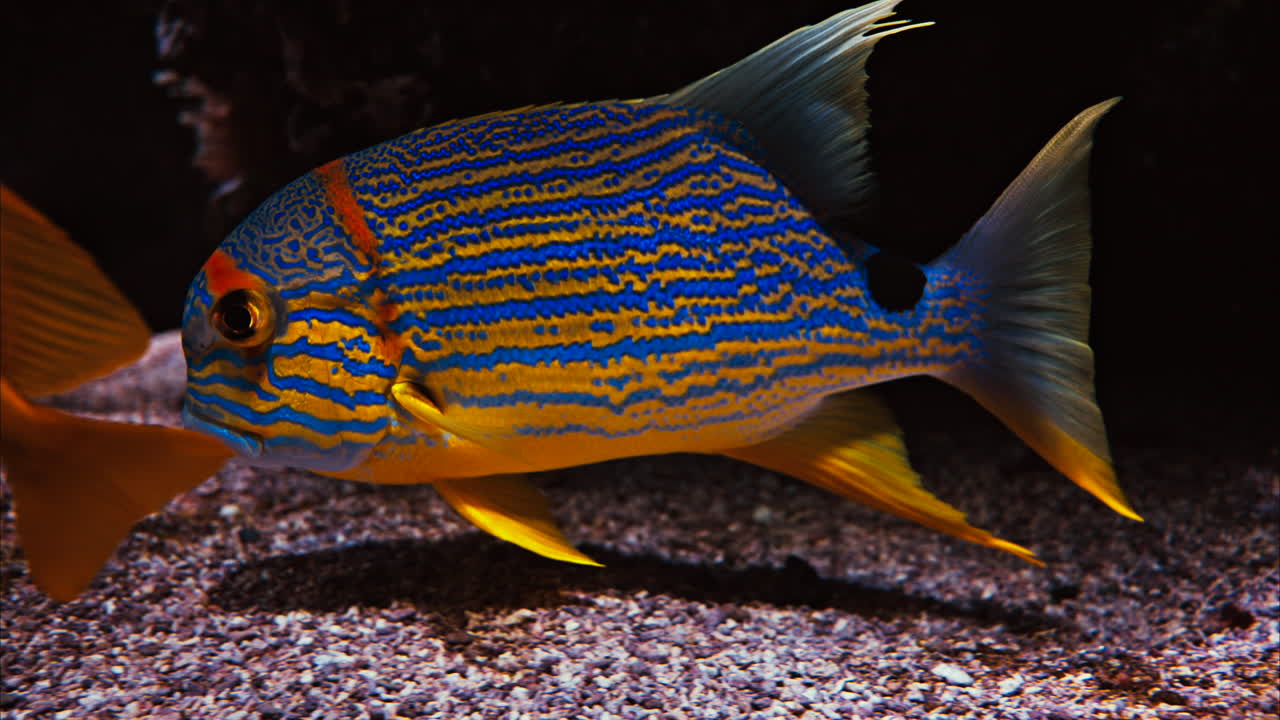 Close up of a sailfin snapper fish swimming near coral reefs