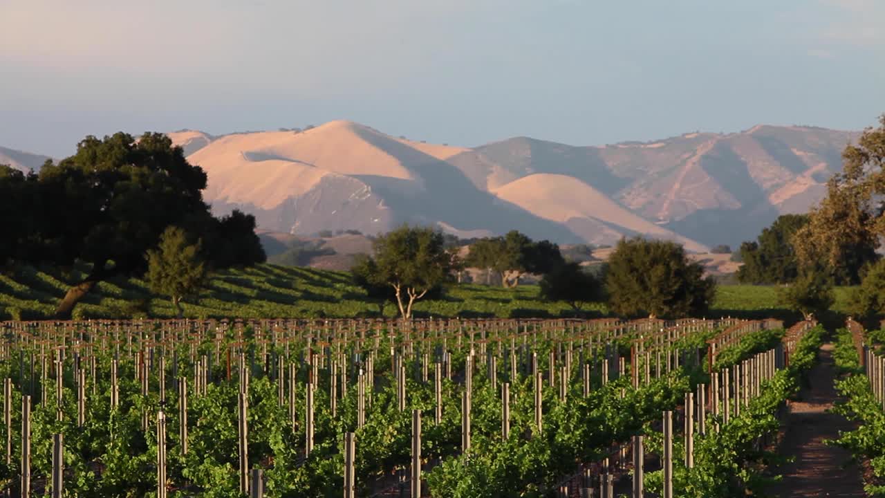Luz de la hora mágica sobre una hermosa colina y viñedo en el AVA del Valle de Santa Ynez de California
