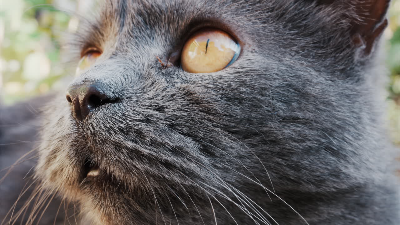 Relaxed grey British Shorthair cat resting on green grass under soft daylight