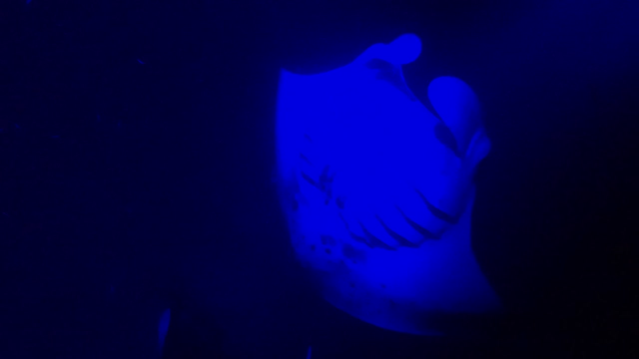 거대한 만타 가오리는 밤에 바다에서 푸른 빛 아래에서 헤엄친다