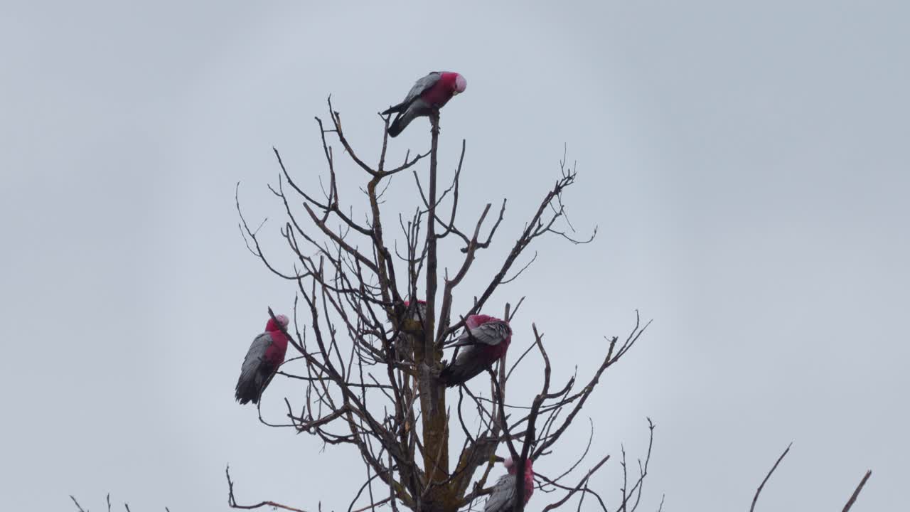 muchos pájaros galah se acicalan sentados en la rama de un árbol