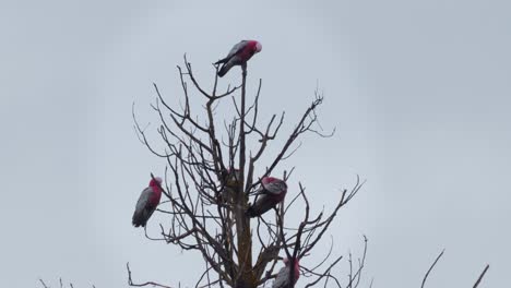 muchos pájaros galah se acicalan sentados en la rama de un árbol