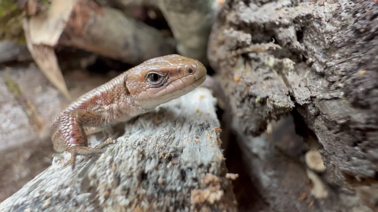 Close-up of a Common lizard (Zootoca vivipara) lying motionless on a piece of wood. Estonia.
