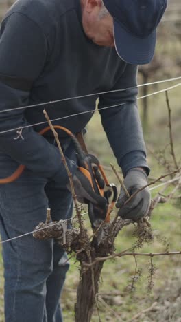 man pruning grape vines in a vineyard