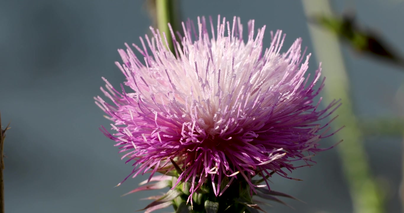 Video makro statis bunga thistle.