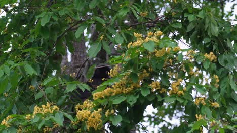 在樹葉中深處看到, 吃一些花和搖搖樹枝, 暗葉<unk> trachypithecus obscurus, 泰國