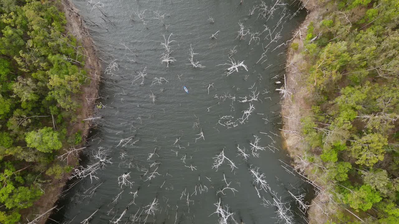 Unique high view of a kayak weaving between large old trees in a flooded forest
