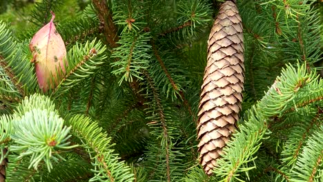 close up shot of conifer cone, pine cone suspended from green tree