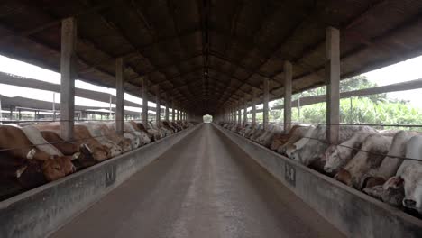 Cows-Feeding-in-the-Farm