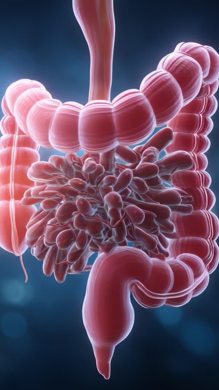 Detailed Visualization of the Human Gastrointestinal Tract: Exploring the Structure and Function of the Digestive System in Stunning Clarity and Realism