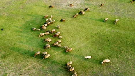 Drone-De-Vista-Aérea-De-Una-Manada-De-Búfalos-De-Agua-Pastando-En-Un-Campo-De-Hierba